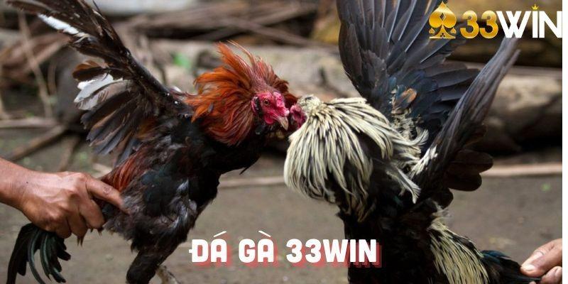 Giới thiệu về đá gà 33WIN